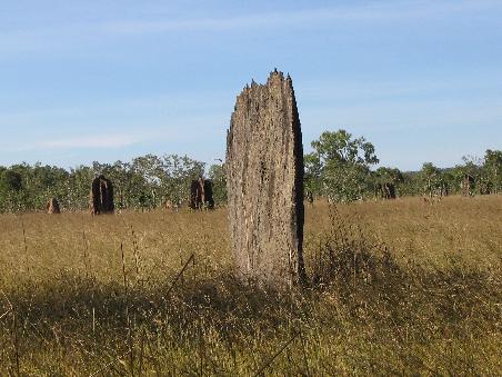 Im Kakadu National Park sind tausende von Termiten Huegel zu sehen, die alle in die selbe Richtung zeigen, was aufgrund der Sonnenempfindlichkeit dieser Insekten zurueck zu fuehren ist. Die Termiten bewegen sich normaler Weise immer auf der Schattenseite.