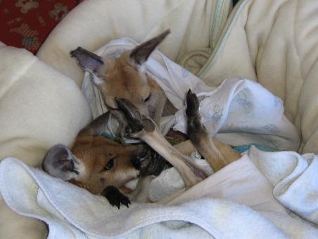 Im Kanguru Rescue Center
In vielen Beuteln von Kangurus sind noch die Babys, die ein paar Tage ueberleben konnen. Diese werden in solche Center gebracht.