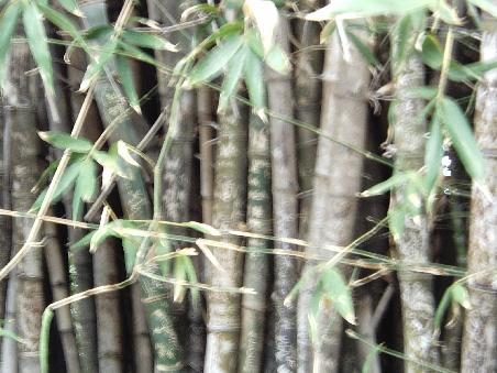 Ein verschwommenes Bild, was eigentlich Bambus darstellen sollte, in dem Ganz viel eingeritzt wurde (Botanical Garden)