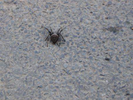 meine 1. Begegnung mit einer etwas groesseren Spinne in Australien! Juhuuu