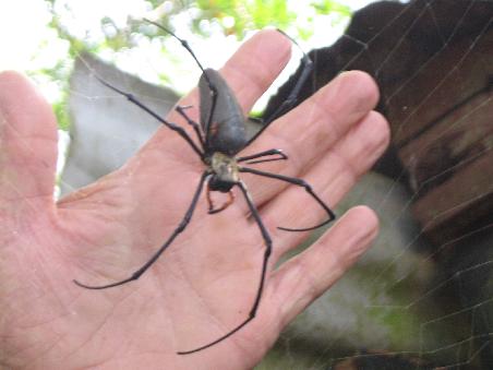 ... meine 1. Begegnung mit einer noch groesseren Spinne als die 1.