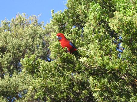 Mr. Bird im Gruenen