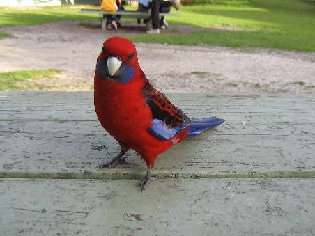 Mr. Bird auf nem Tisch
