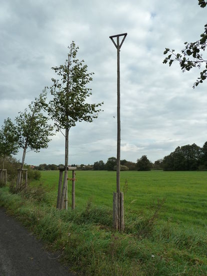Sitzstangen zwischen jungen Erlen