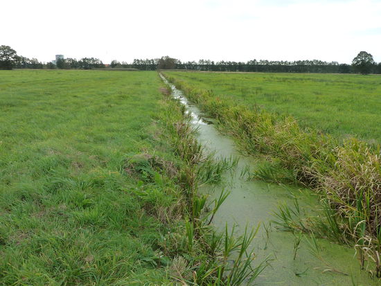 Wasserlinsen und Schilf in den Entwässerungsgräben