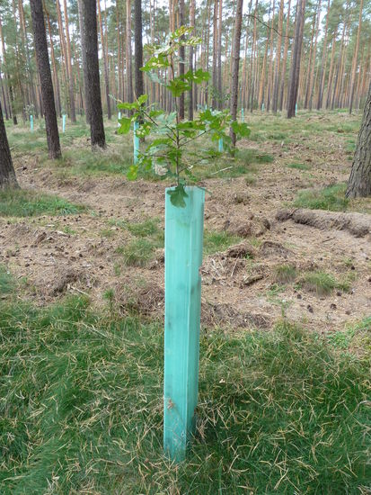 Eiche im Kiefernwald