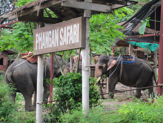 Benjamin und Berthold Blümchen. Und nein wir haben sie nicht geritten, weil wir es nicht unterstüzen wollten; arme Tiere