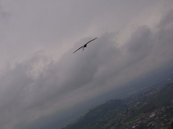 fliegen, segeln, fliegen, segeln, fliegen, segeln.....