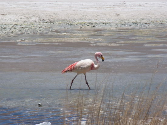 stolz stolziert der Flamingo ganz nah vor unseren Augen entlang