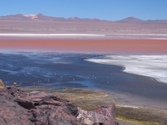 "Laguna colorada"
"Rot" sieht man hier nur bei Sonnenschein und Waerme, dann reagieren die Algen mit den Mineralien im Wasser