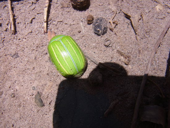Was ist das????
Eine Frucht? Ein Tier?
...ein wunderschöner grüner Käfer (ca. 4cm lang), der sich "eingeigelt" hat, weil er Angst hat