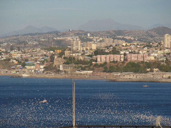 Blick über die Stadt mit tausenden von Möwen