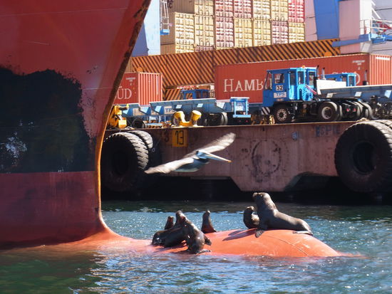 niedliche Seelöwen vertreiben sich die Zeit