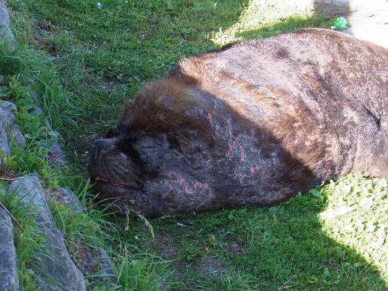 schnarchender Seelöwe, der sich die Sonne auf den Pelz scheinen lässt