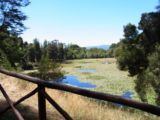 Lagune im Park Saval