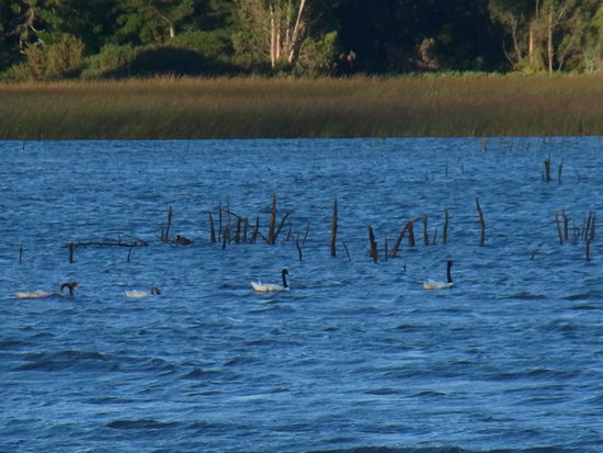 unterwegs treffen wir auf Schwäne mit schwarzem Hals.