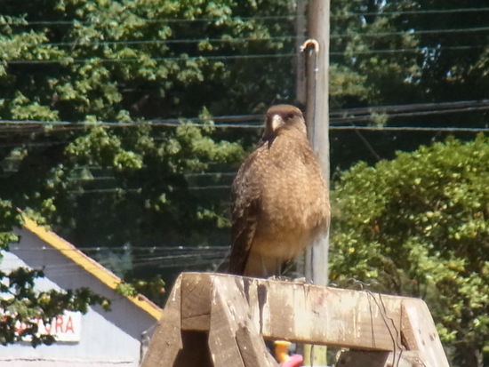 von dieser Falkenart gibt es hier massenweise