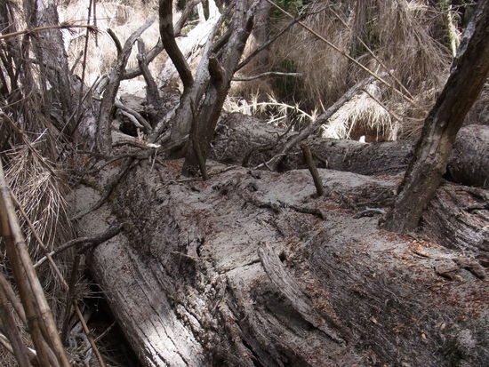3. Station:
Auf der Wanderung sehen wir Reste der Vulkanasche...
Das ist übrigens ein Farbfoto!!!!!