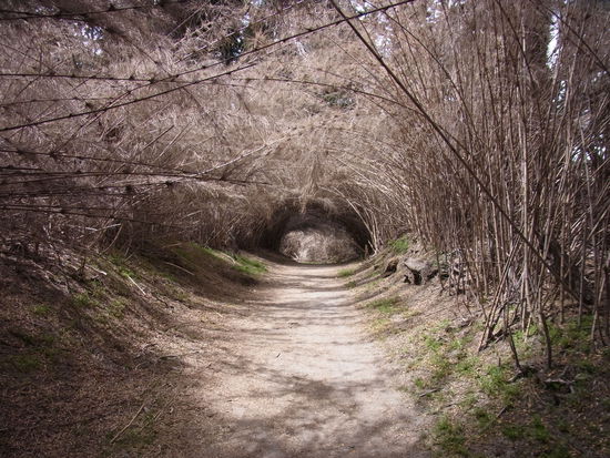 ...und einen ehemals grünen Bambushain