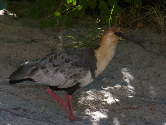 davor stolziert ein Exemplar der patagonischen Ibis-Art, die man hier fast überall antrifft und die gar nicht so scheu sind