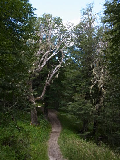 einsamer Waldweg
es duftet herrlich nach den Bäumen und Natur...
