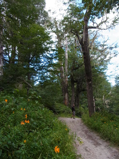 überall leuchten die orangegelben Lilien