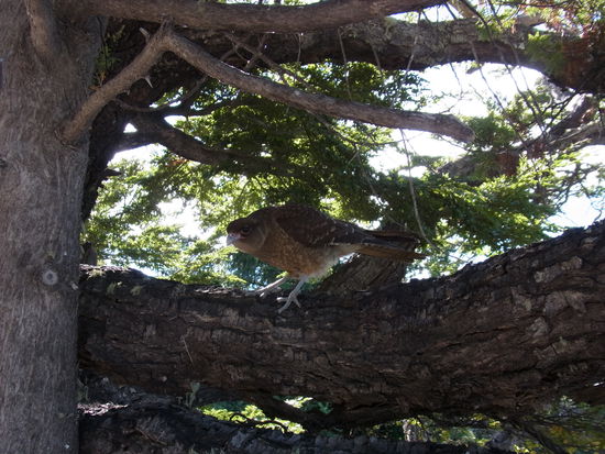 Wer beobachtet hier wen?
Ohne Zoom fotografiert!!