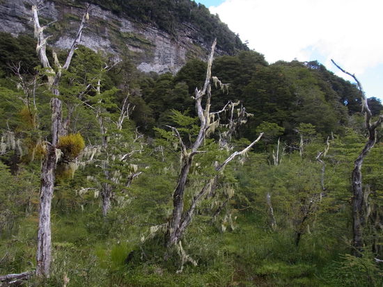 Überreste des Ascheregens vom letzten Jahr findet man überall