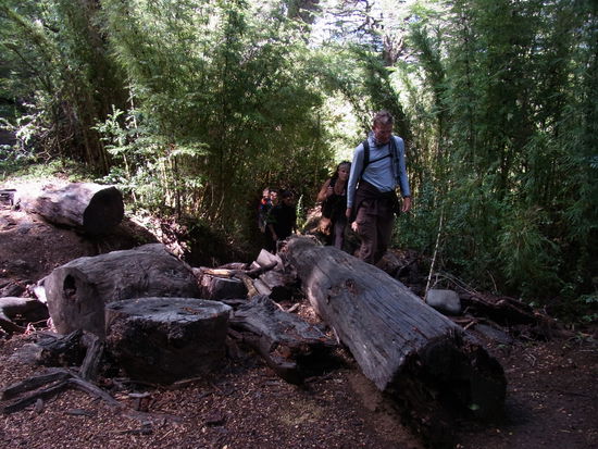 Es geht über Stock und Bäume...