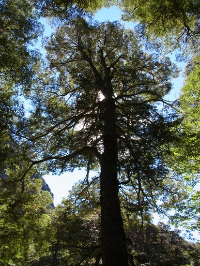 Man sieht den Wald vor lauter Bäumen nicht