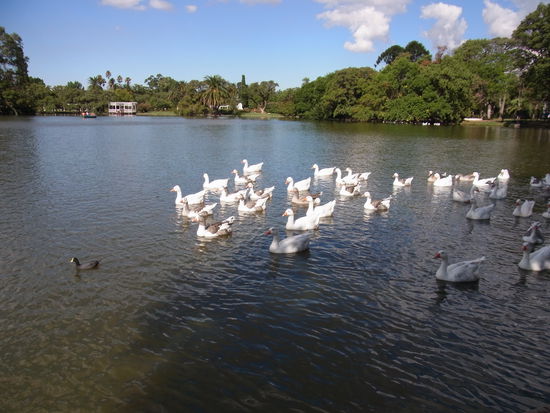 statt Schwaenen gibt es hier Gaense auf dem Parksee.
Das ist vielleicht ein Geschnatter.