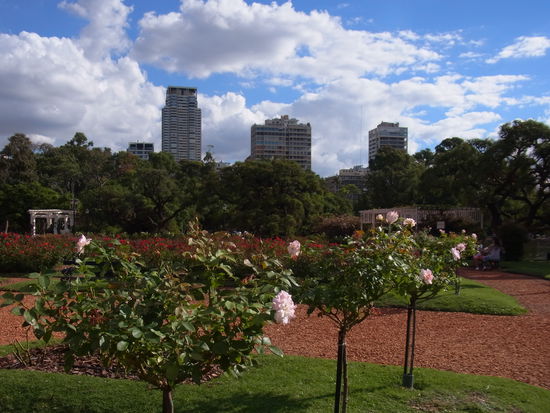 Rosengarten neben Hochhaeusern