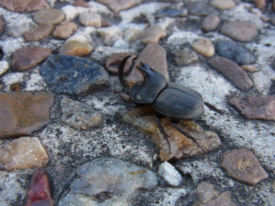 auch ein Spaziergaenger im Park