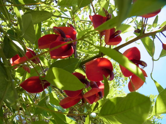 schoene Blueten ueberall im Park