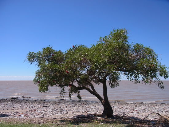einsamer Baum am Rio de la Plata