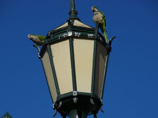 staendige Begleiter in der Stadt... sind nicht zu ueberhoeren