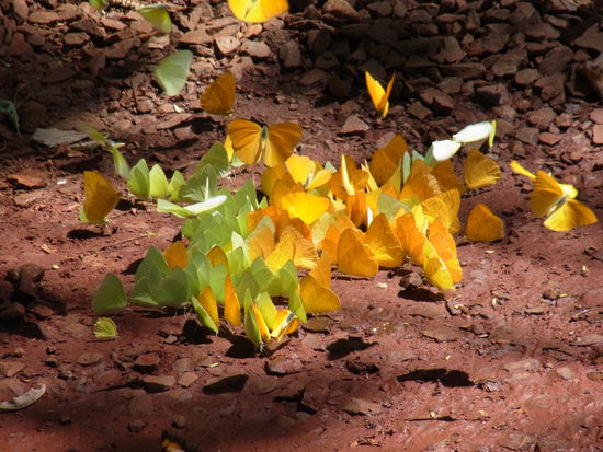 Dort erwarten uns hunderte gelbe Schmetterlinge...