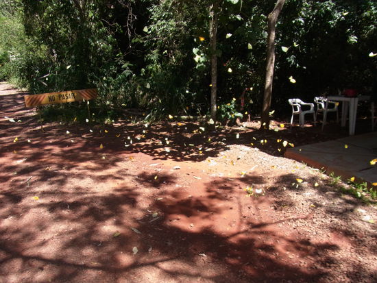 ...die tanzen wie Blaetter im Wind.