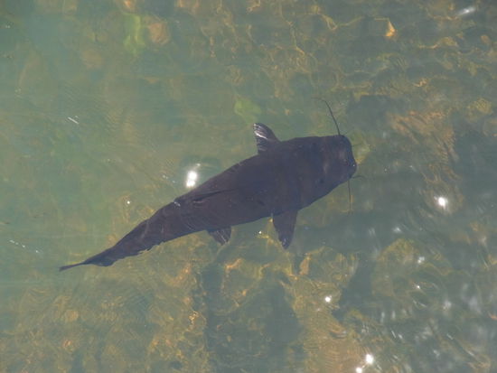 Auf der Bruecke zur Teufelsschlucht beobachten wir einen Schwarm schwarze Welse im klaren Flusswasser.
