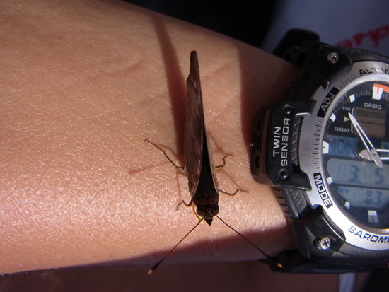 Auf dem Rueckweg zum Zug ein mutiger Schmetterling, der sich auf feuchter Haut satt frisst