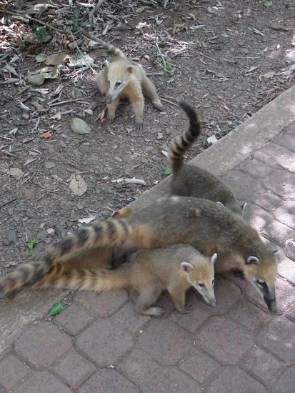eine Riesenfamilie Nasenbaeren mit vielen Jungtieren tummeln sich an der Strecke.