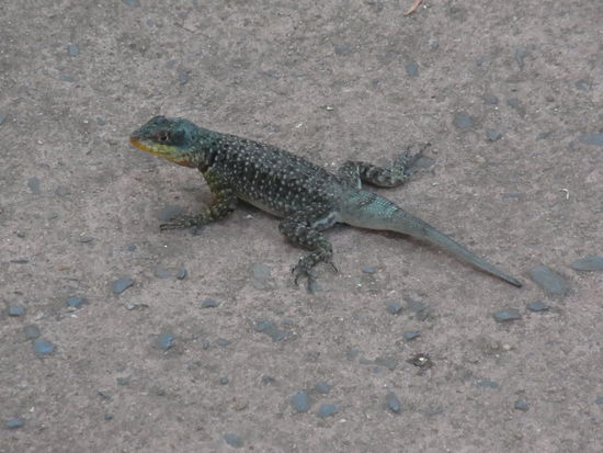 ...nur von denen wimmelt es jetzt im Gebuesch