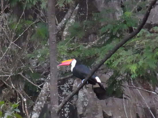 ein praechtiger Tukan, der geduldig Modell sass in ca. 25 Meter Entfernung