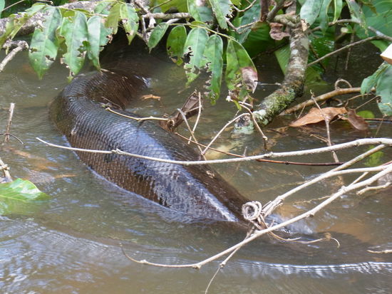 "Fünfer mit Zusatzzahl"