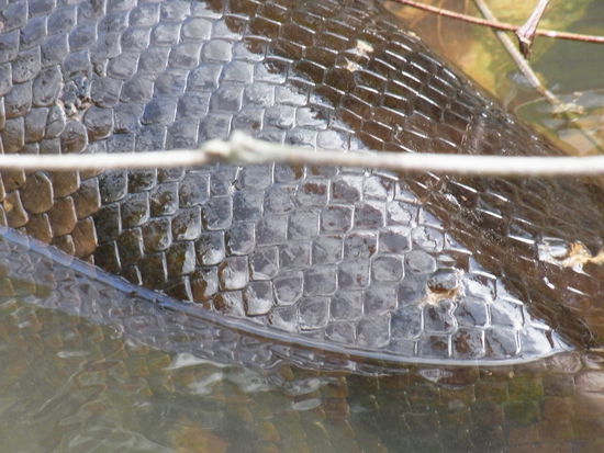Anakonda mit Biß-Spuren - möglicherweise von einem Caiman