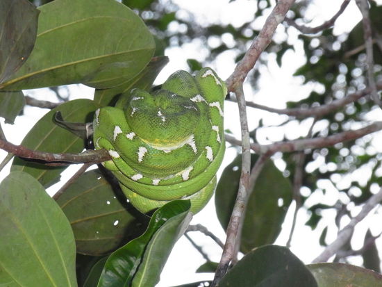 Einfach wunderschön anzuschauen. Sie ruht sich aus. Es gab bestimmt eine Maus zum Mittagessen.
