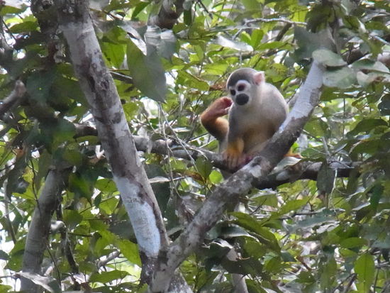 "Mich laust der Affe"