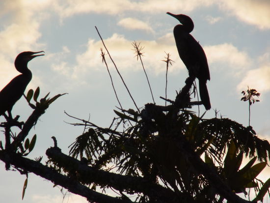 "anderthalb" Komorane im Gegenlicht
