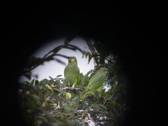 ...stolze Blaustirnamazonen.