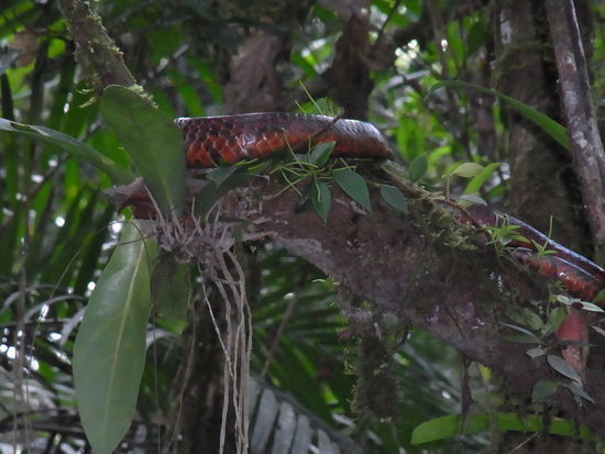 Eine Moreto - benannt nach den Früchten einer Palmenart, die genau die gleiche Farbe und Musterung haben, nur keine Tiere verschlingen...